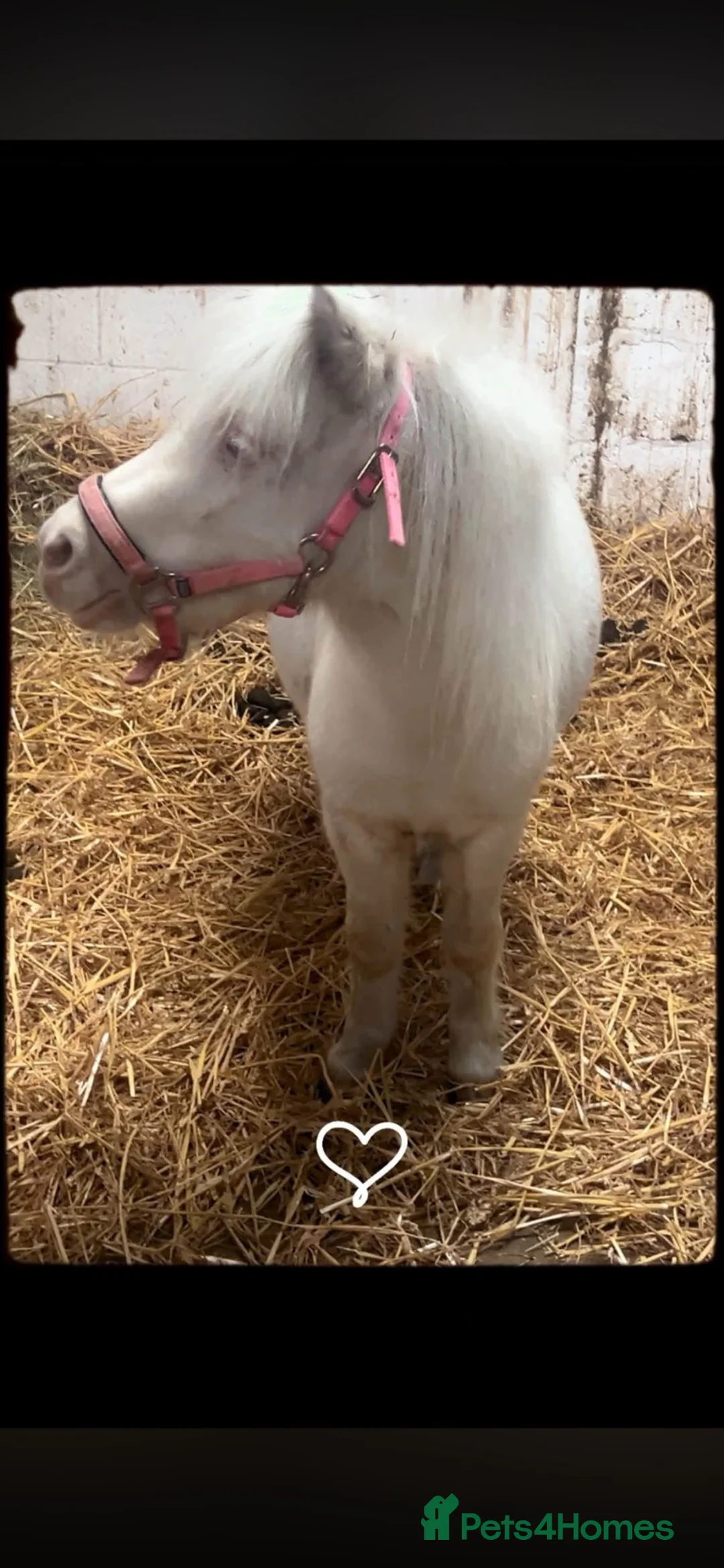 Shetland pony horses for sale: Shetland filly - Advert 2