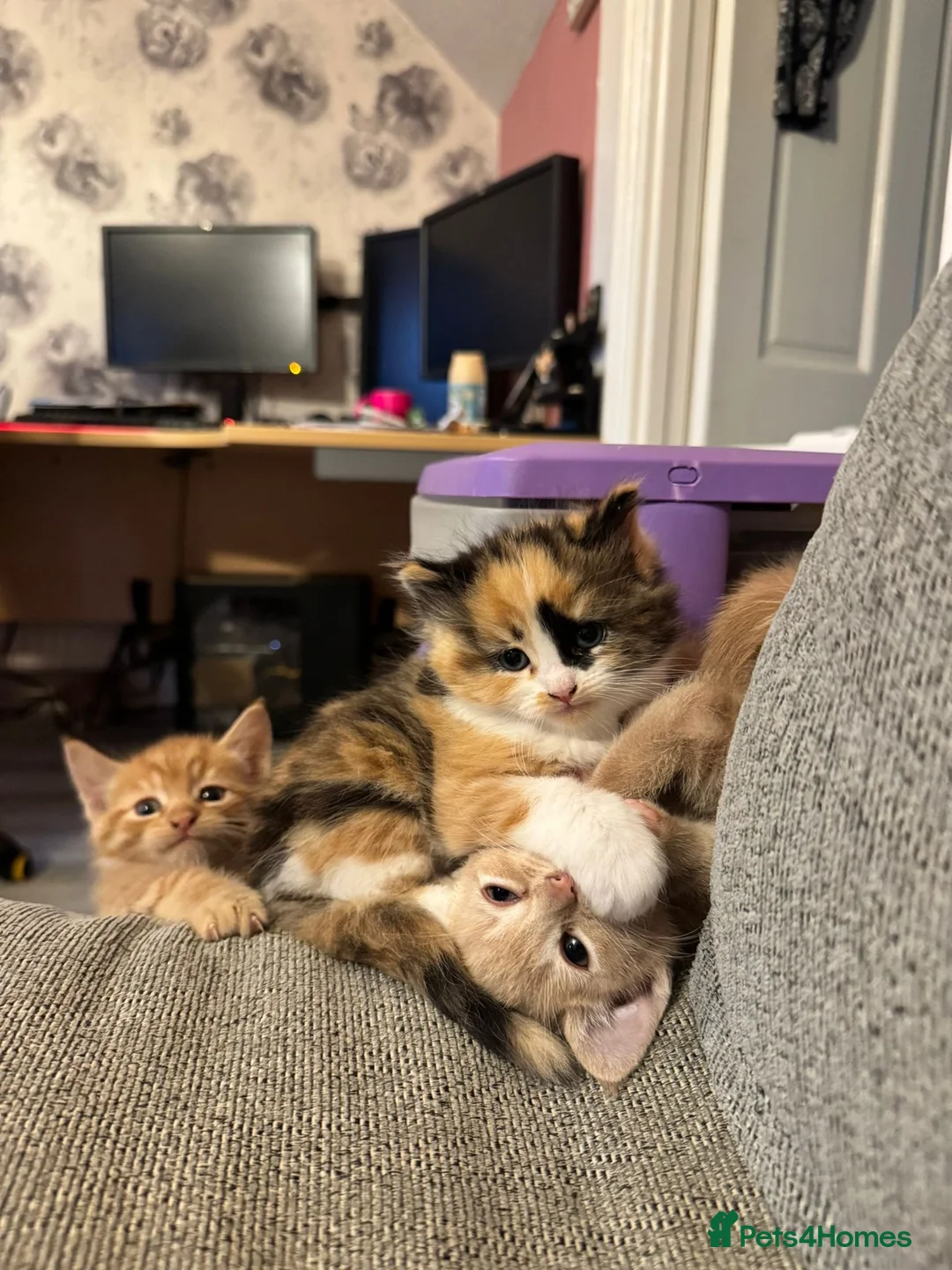 Mixed Breed cats for sale: Gorgeous kittens 🥰 - Advert 1