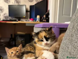 Mixed Breed cats Gorgeous kittens 🥰 - Advert 1
