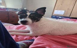 Jack Russell dogs for sale: Jack Russell  - Image 3