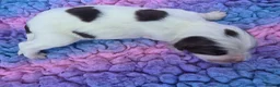 English Springer Spaniel dogs for sale: KC Homebred Health Tested Vet Social Pups 🩷 - Advert 28