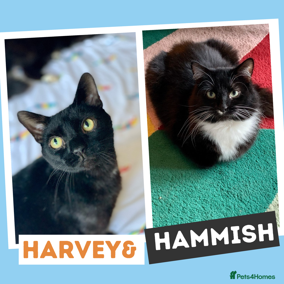 Mixed Breed cats for adoption: The “Old Married Couple” - Image 1
