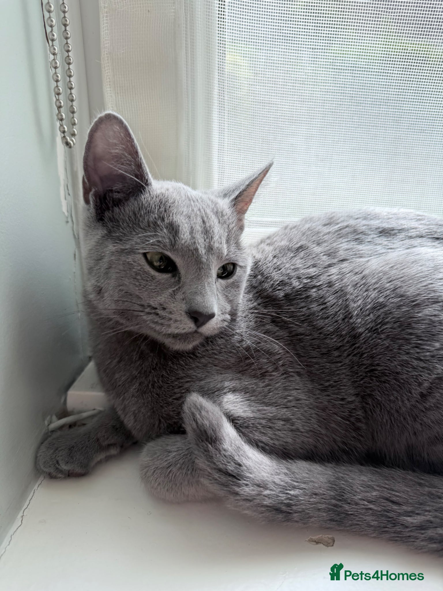 Russian Blue cats Russian Blue Kitten Looking for 4 Loving Home 🐾 - Advert 2