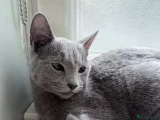 Russian Blue cats Russian Blue Kitten Looking for 4 Loving Home 🐾 - Advert 2