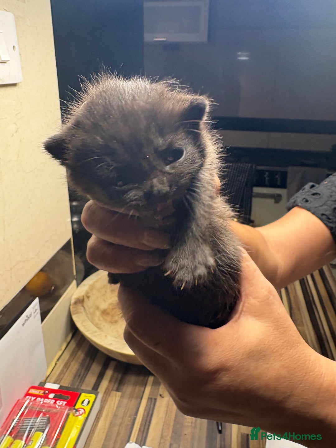 British Shorthair cats for sale: British Shorthair chocolate/grey colours  - Image 27