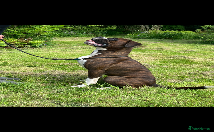 Boxer dogs in Llanelli - Advert 1