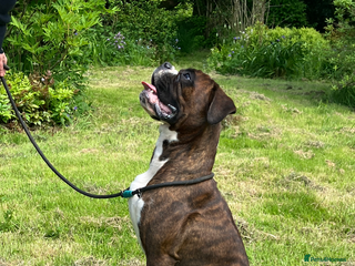 Boxer dogs in Llanelli - Advert 2