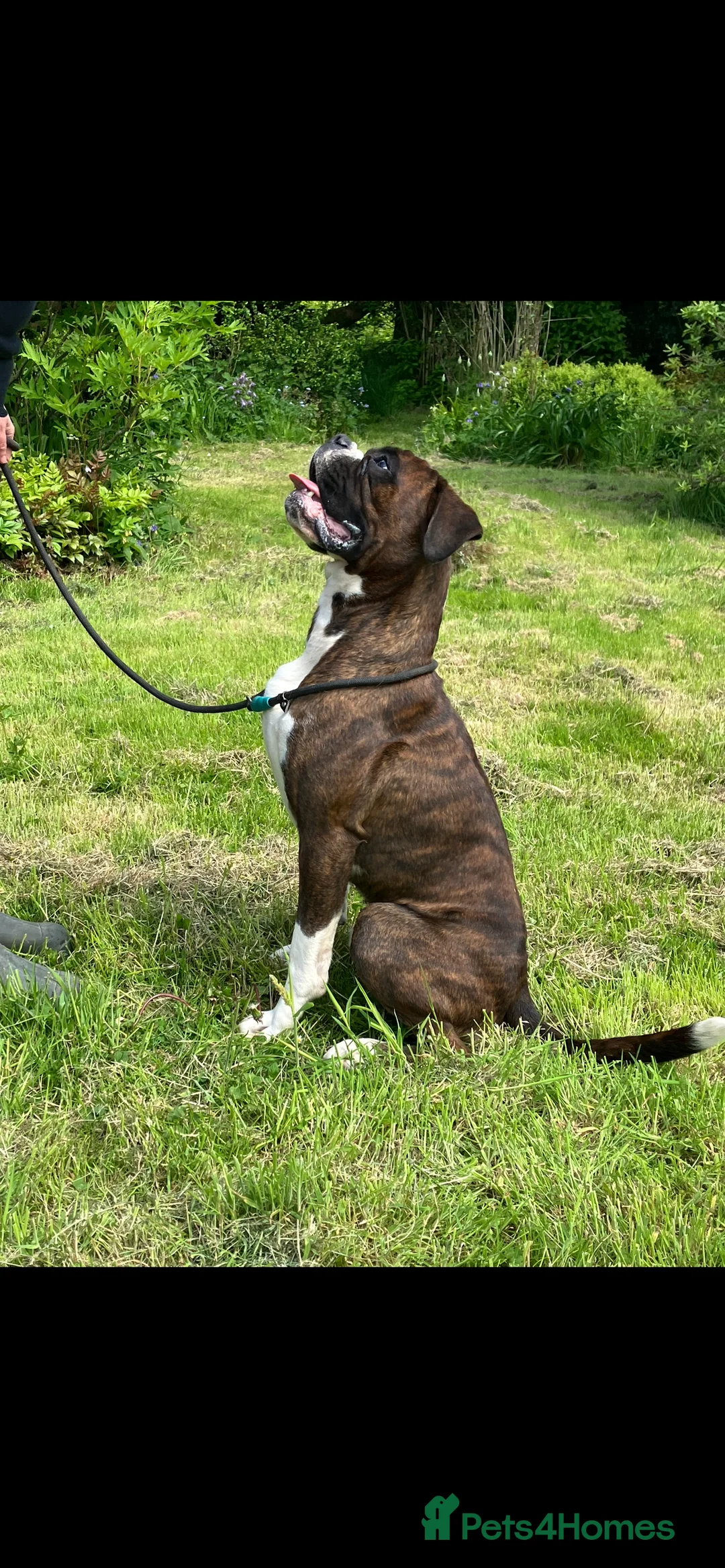 Boxer dogs for stud: Health tested proven boy for stud in Llanelli - Advert 1