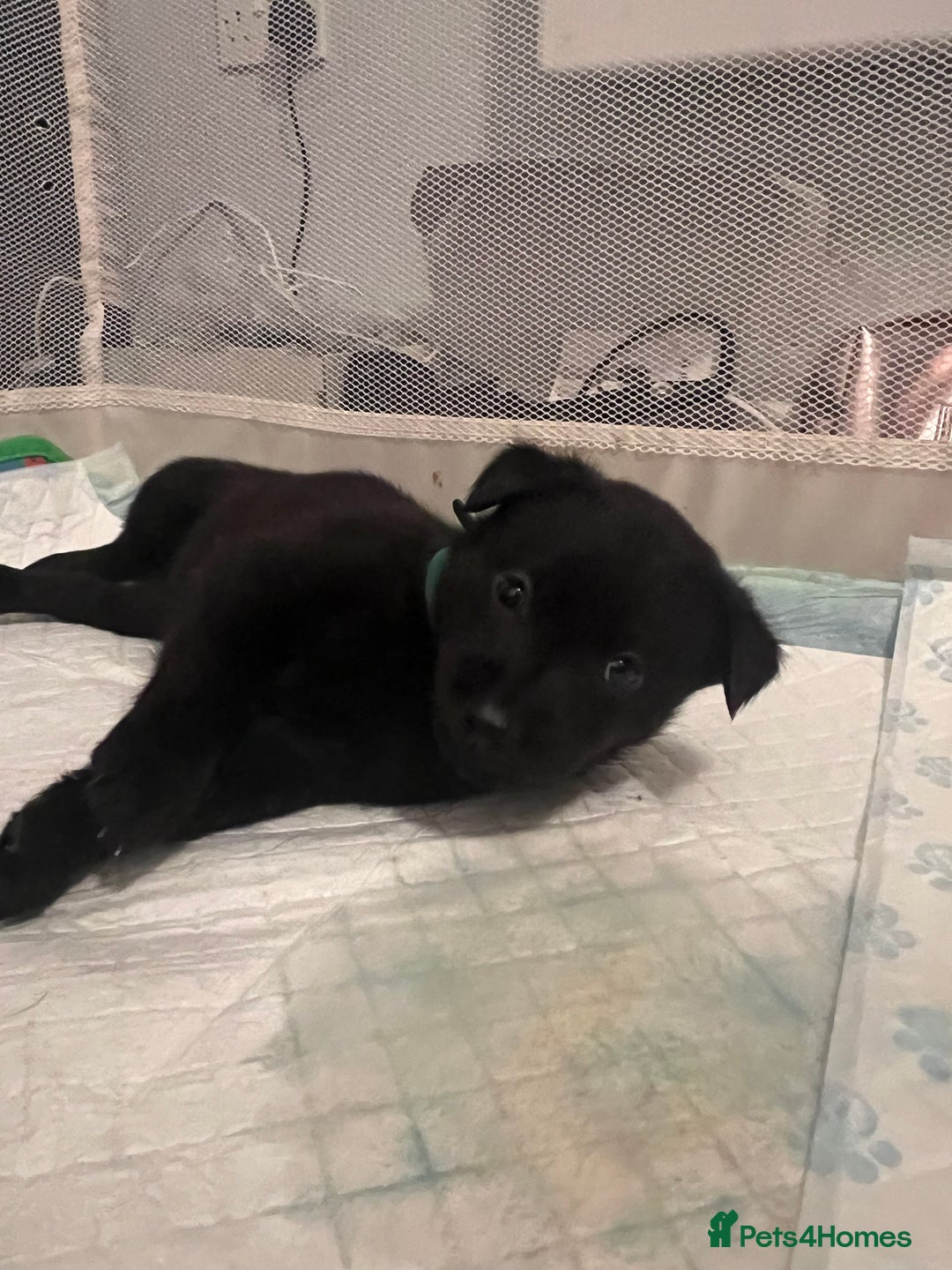 Mixed Breed dogs for sale: Labsky puppies  - Advert 12