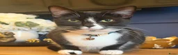 Mixed Breed cats for sale: Beautiful kittens - Advert 5