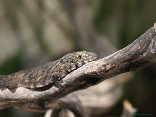 Gecko reptiles Eurydactylodes Viellardi - Chameleon Gecko - Advert 6