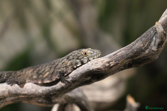 Gecko reptiles - Advert 1