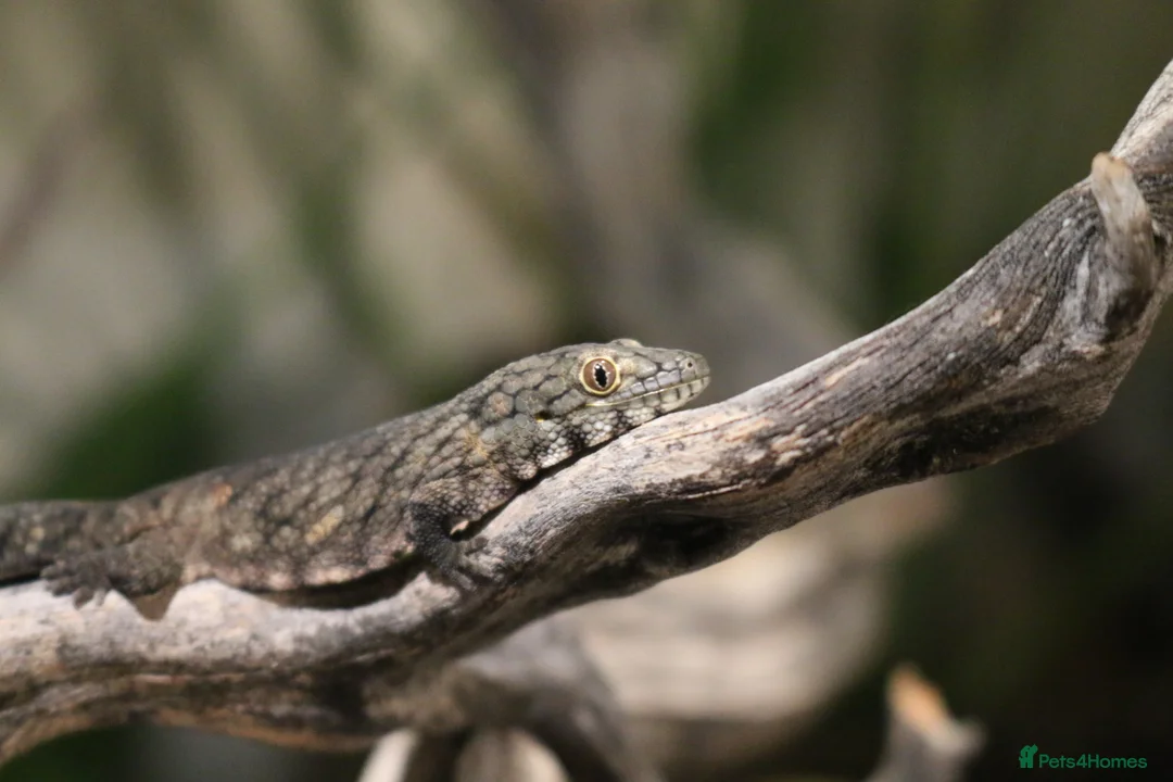 Gecko reptiles for sale: Eurydactylodes Viellardi - Chameleon Gecko - Advert 1