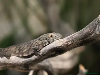 Gecko reptiles Eurydactylodes Viellardi - Chameleon Gecko - Advert 1