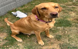 Labrador Retriever dogs for sale: Field trail champion winning line Labradors  - Advert 7