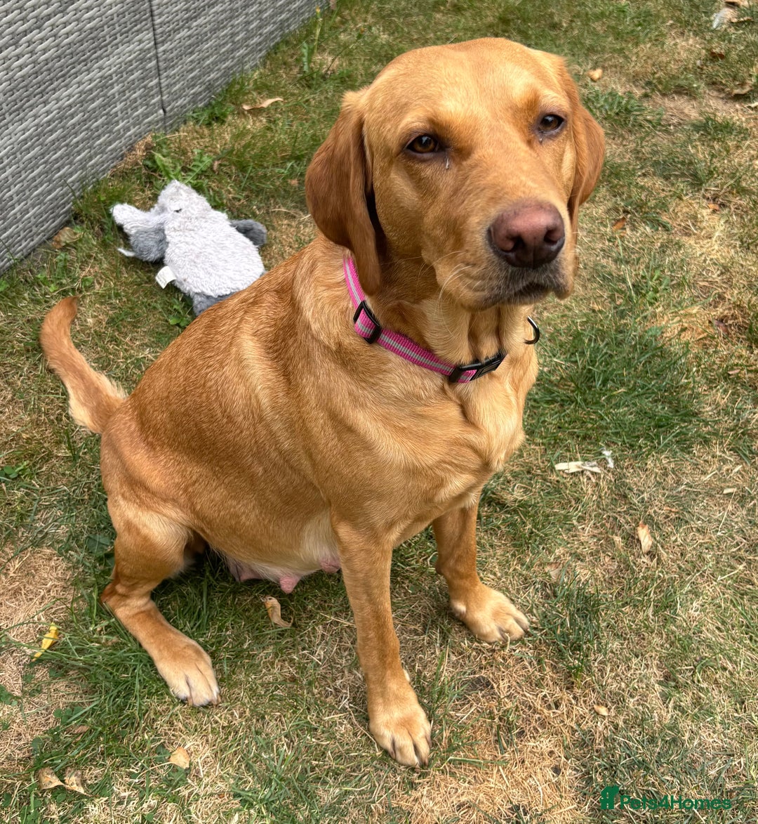 Labrador Retriever dogs for sale: Field trail champion winning line Labradors  - Advert 7