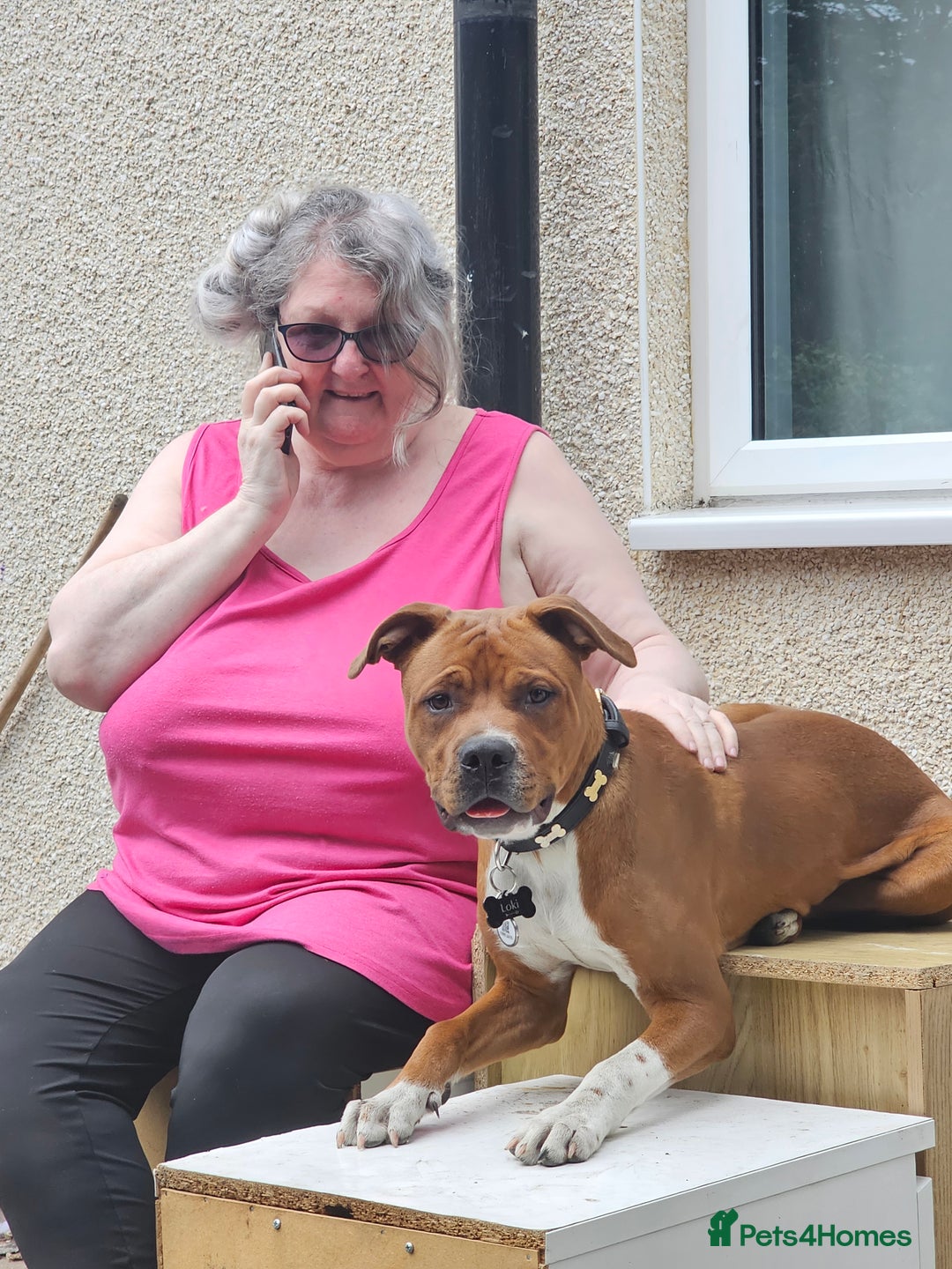 Mixed Breed dogs for sale: Male Staffy  ** tiff x Ridgeback 1 year old - Advert 17