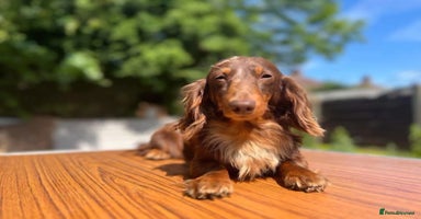 Miniature Dachshund dogs - Advert 2