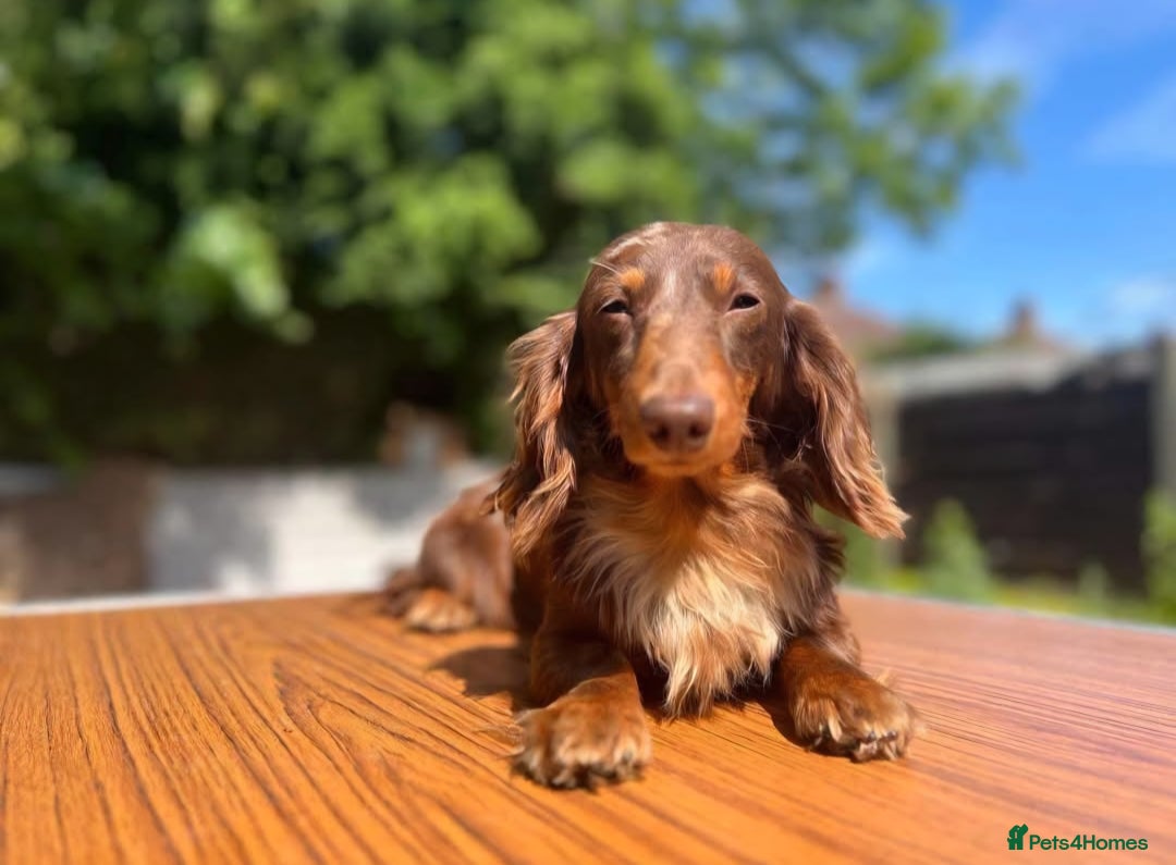Miniature Dachshund dogs for sale: Kc Reg Long Haired Miniture Dachshund Puppies - Image 15