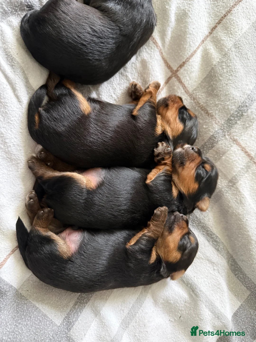 Yorkshire Terrier dogs for sale: Beautiful Yorkshire terrier pups in Saint Helens - Advert 1