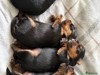 Yorkshire Terrier dogs Beautiful Yorkshire terrier pups - Advert 6