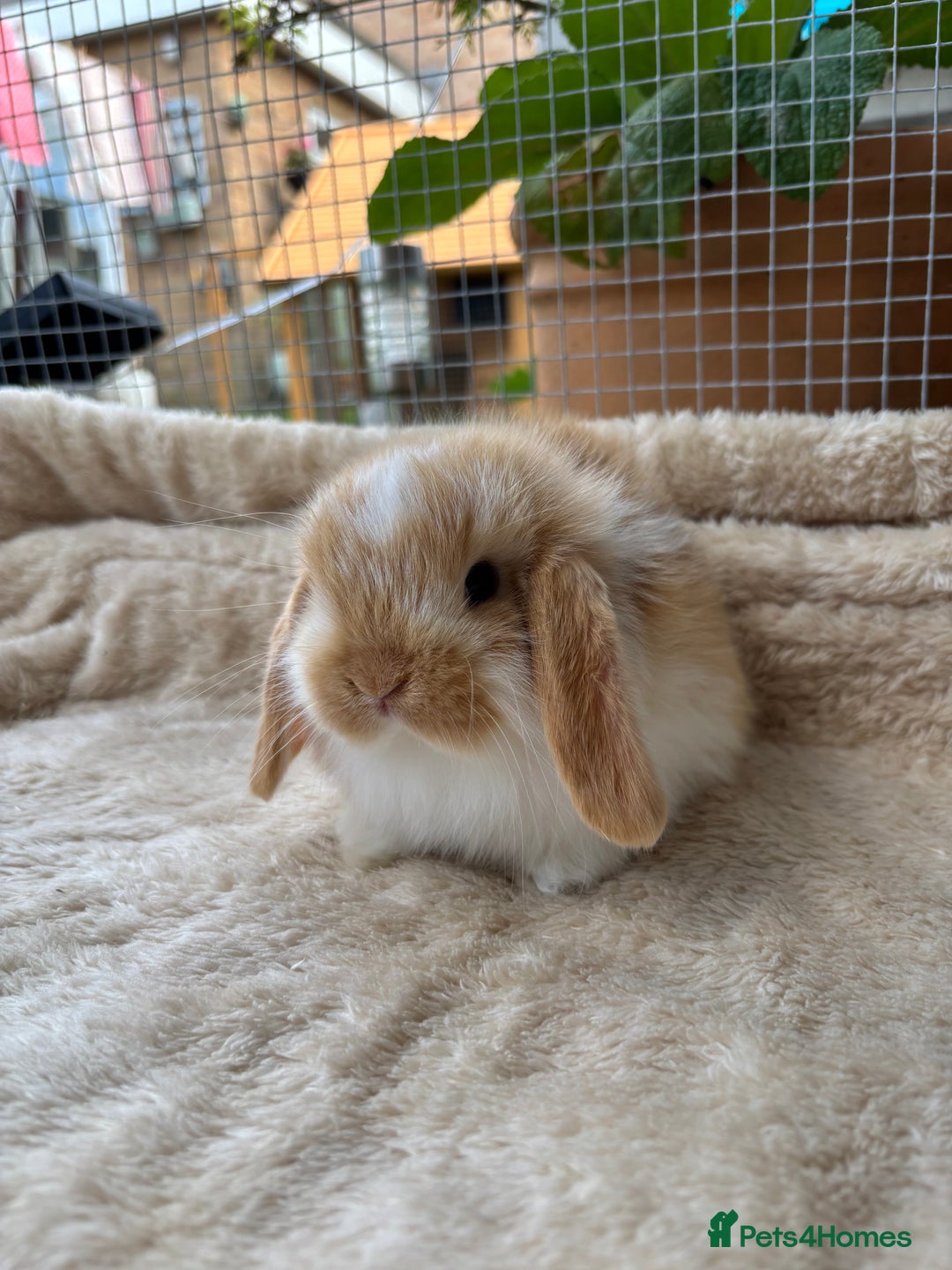 Mini Lop rabbits for sale: Adorable mini lop bunnies  - Image 1