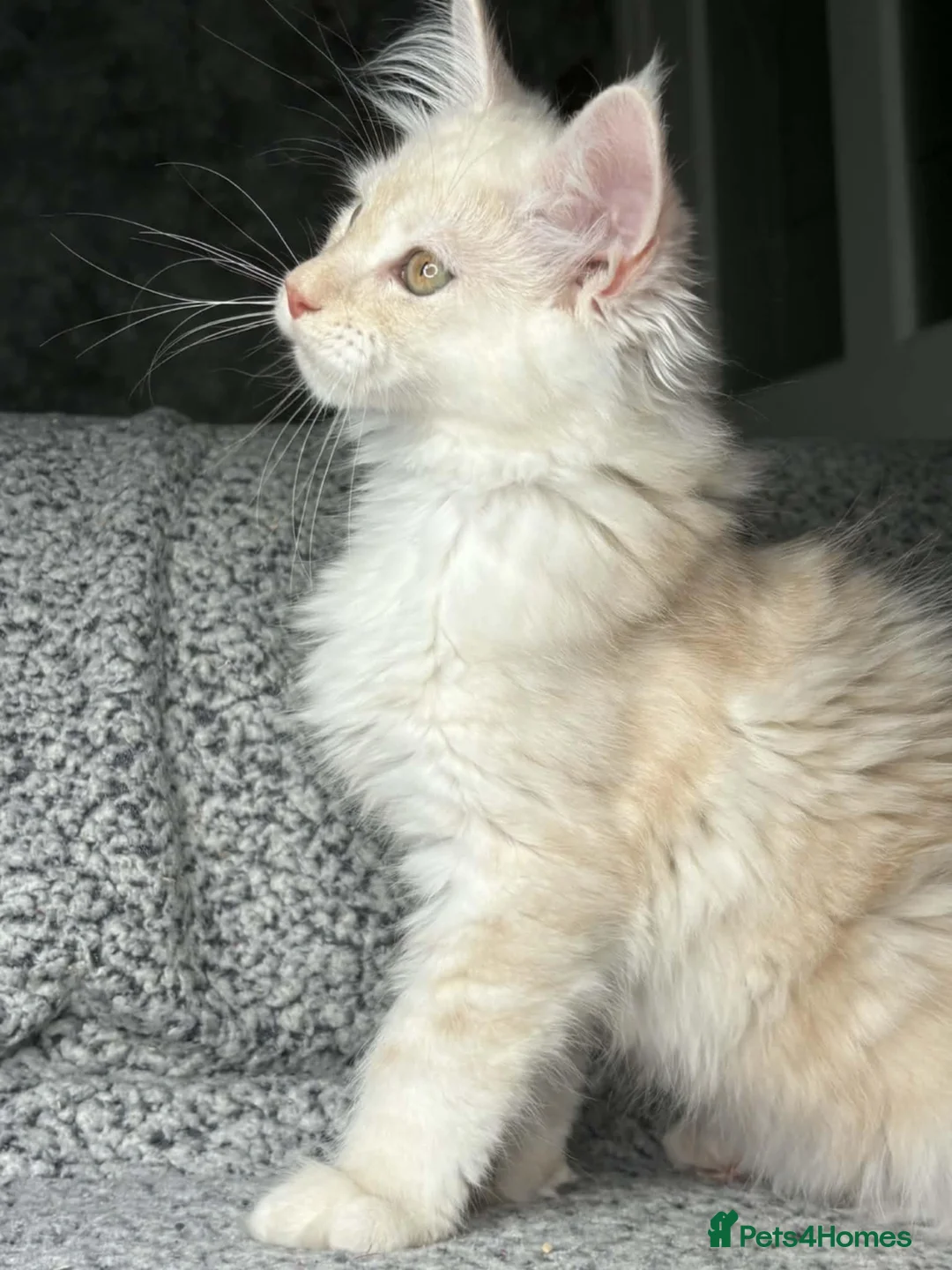 Maine Coon cats for sale: GCCF Registered Maine Coon Boys.  in Wednesbury - Advert 1