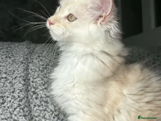 Maine Coon cats GCCF Registered Maine Coon Boys. - Advert 1