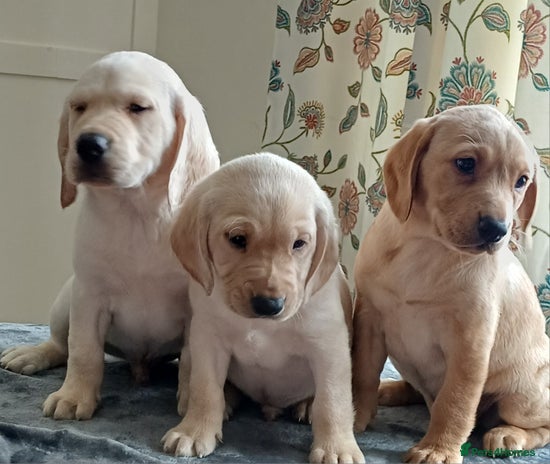 Labrador Retriever dogs - Advert 3