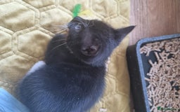 Ojos Azules cats for sale: Cats boy - Image 2
