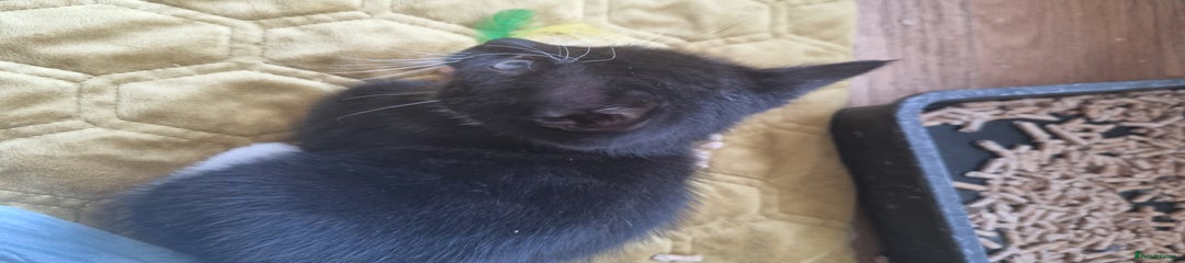 Ojos Azules Kitten 6