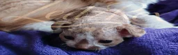 Devon Rex cats for sale: Beautiful Devon Rex Kitten - Advert 3