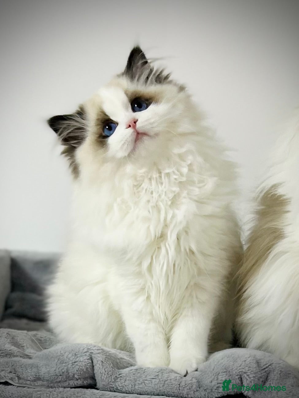 Ragdoll cats Cuddling with dolly face ragdoll boy  - Advert 1