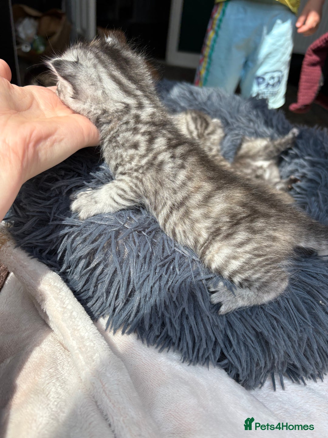 Bengal cats for sale: Beautiful half bengal kittens  - Image 25