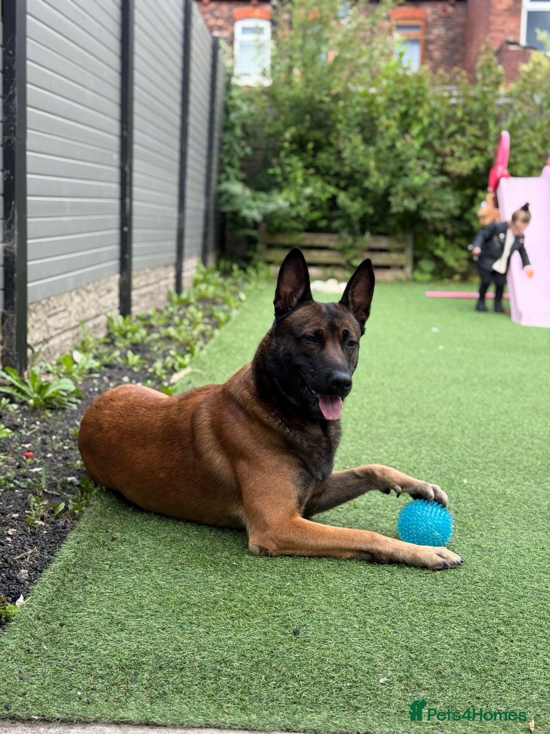 Belgian Shepherd Dog dogs for stud: Loki - BLUR CARRIER!! STUD MALE - Image 1