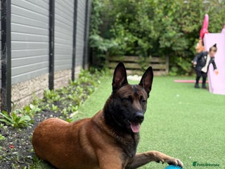 Belgian Shepherd Dog dogs - Advert 4