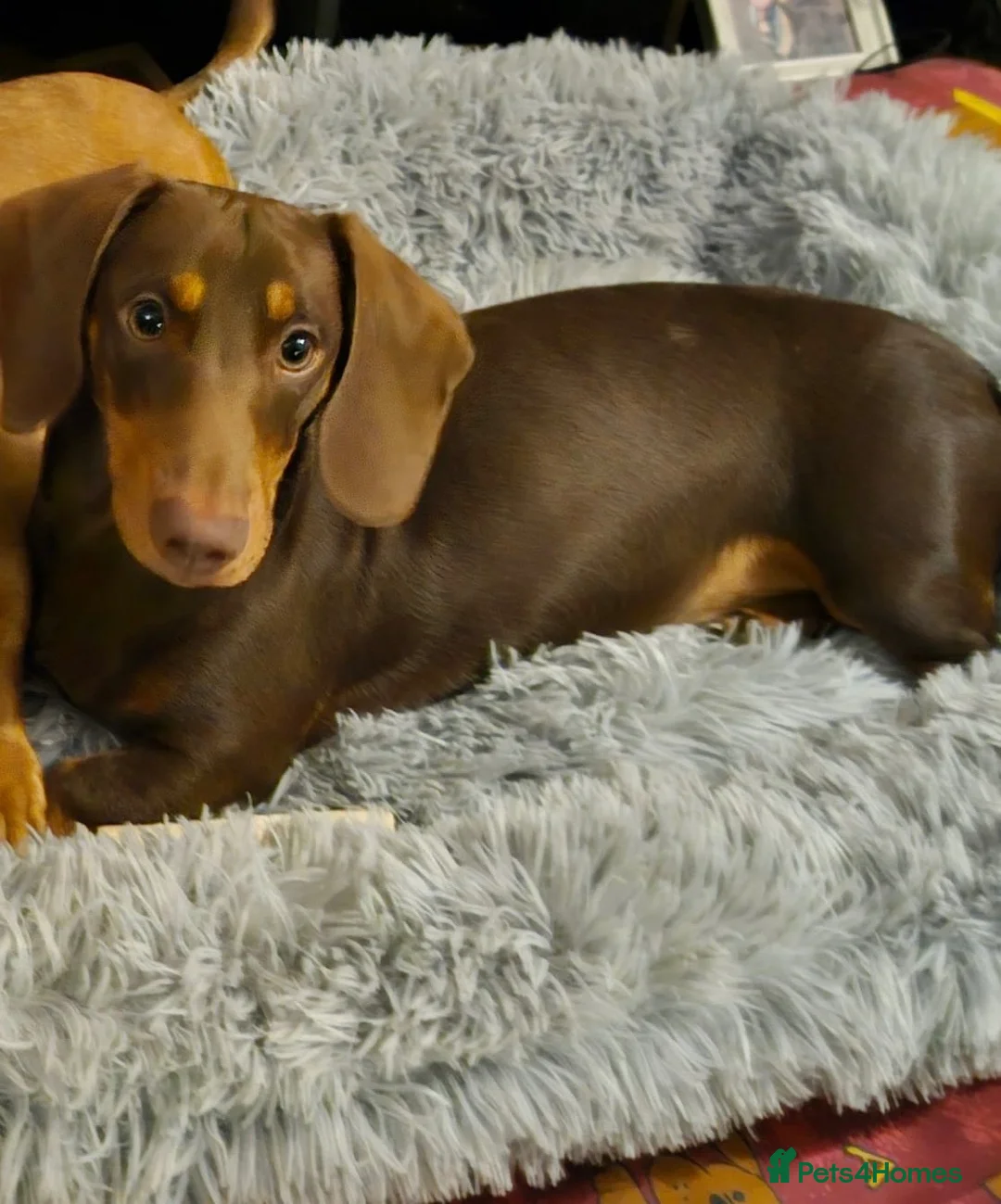 Dachshund dogs for sale: URGENT rehoming for 11 month Sausage dog - Advert 3