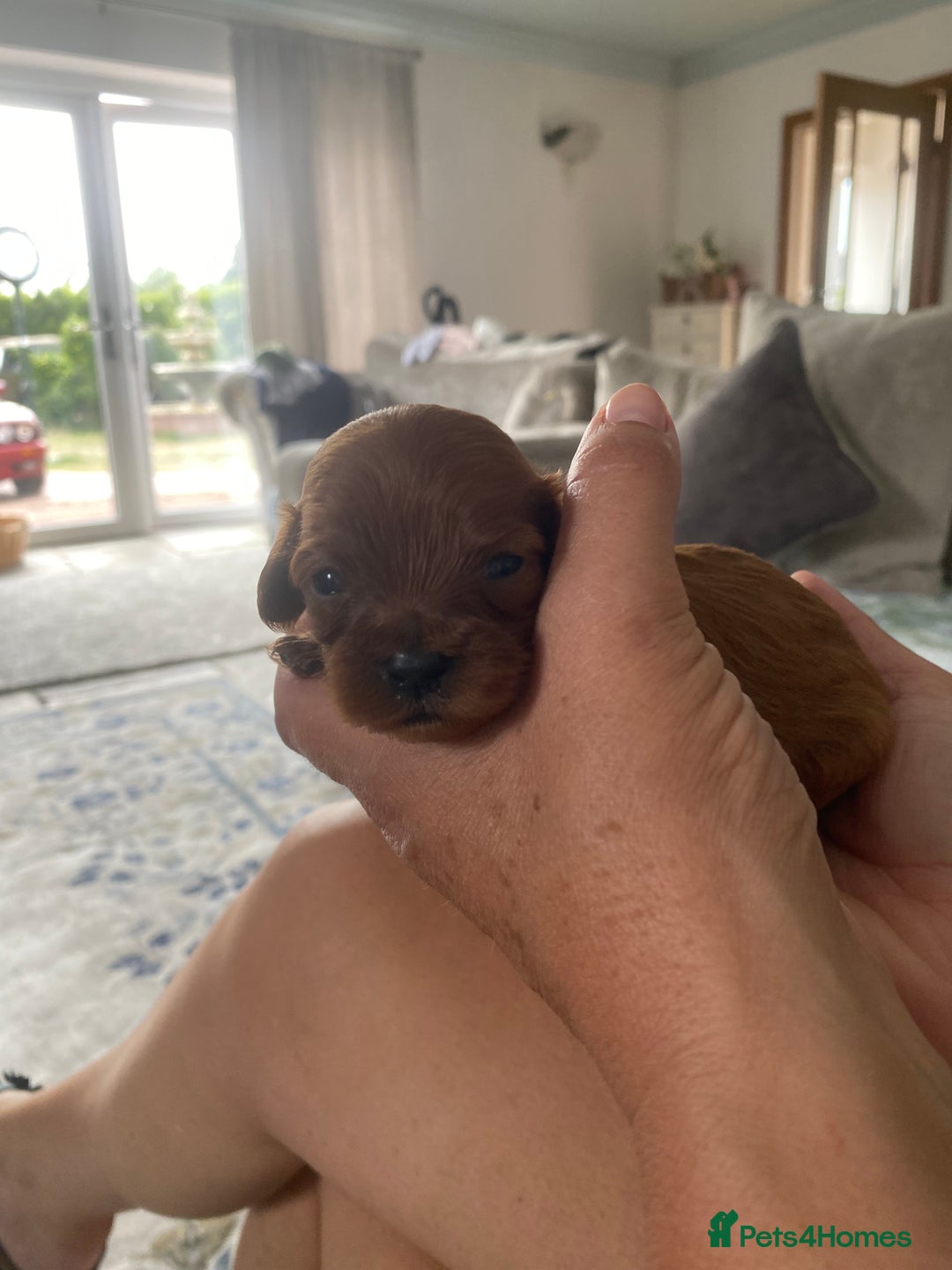 Cavapoo dogs for sale: Beautiful Tiny Cavapoos  - Image 22