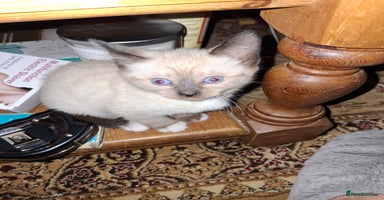 Mixed Breed cats - Advert 1