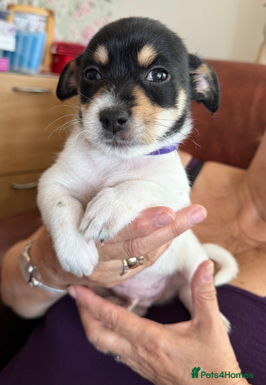 Mixed Breed dogs for sale: Yorkshire terrier x jack russell - Image 8