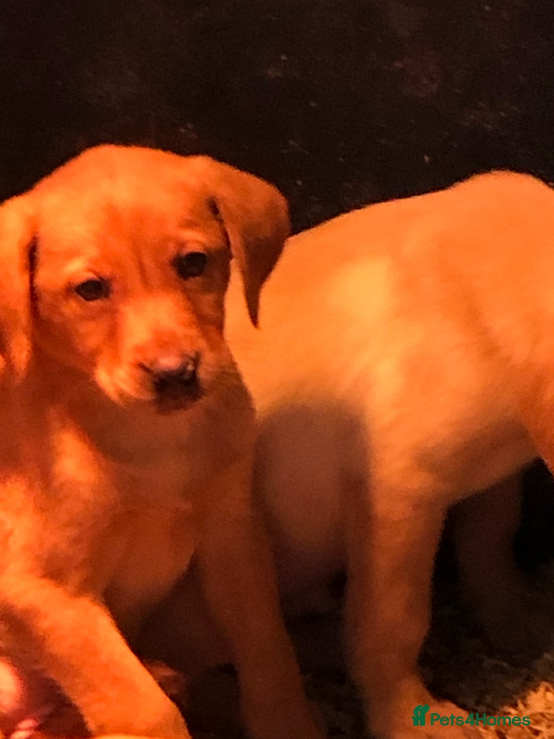 Labrador Retriever dogs for sale: chunky kc registered labrador pups - Advert 11