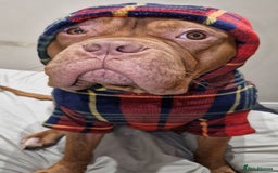 Mixed Breed dogs for sale: Urgent !! Dogue de bordeux Bruce  - Image 8