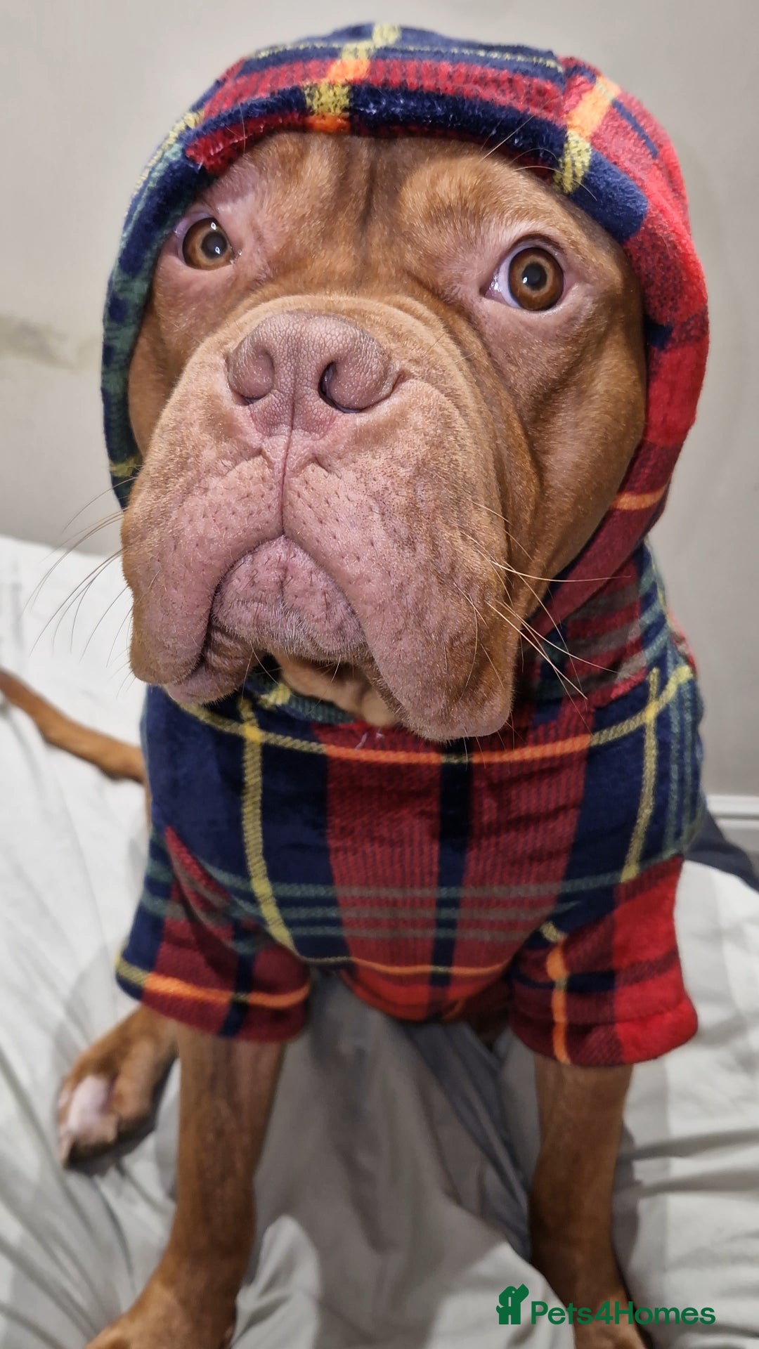 Mixed Breed dogs for sale: Urgent !! Dogue de bordeux Bruce  - Image 8
