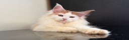 Maine Coon cats for sale: Purebred maine coon kittens - Advert 5