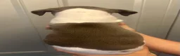 Whippet dogs for sale: KC reg whippets  - Advert 17