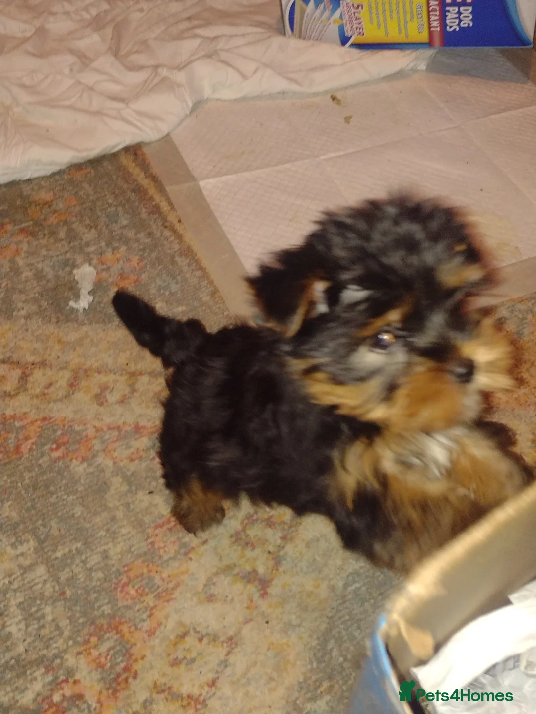 Yorkshire Terrier dogs for sale: Beautiful Yorkie puppies in London  - Advert 2