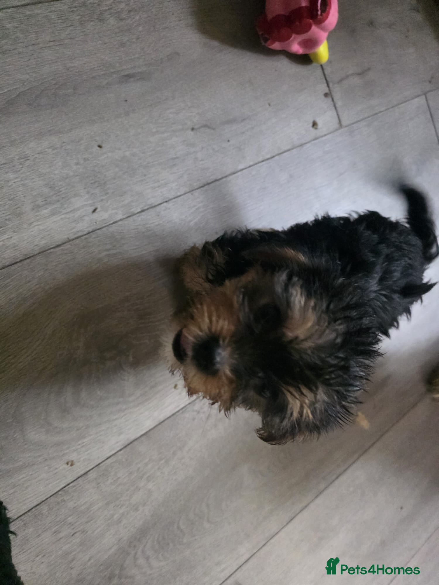 Yorkshire Terrier dogs Puppy  - Advert 2