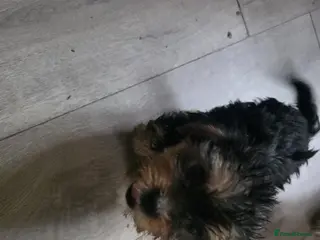 Yorkshire Terrier dogs Puppy - Advert 2