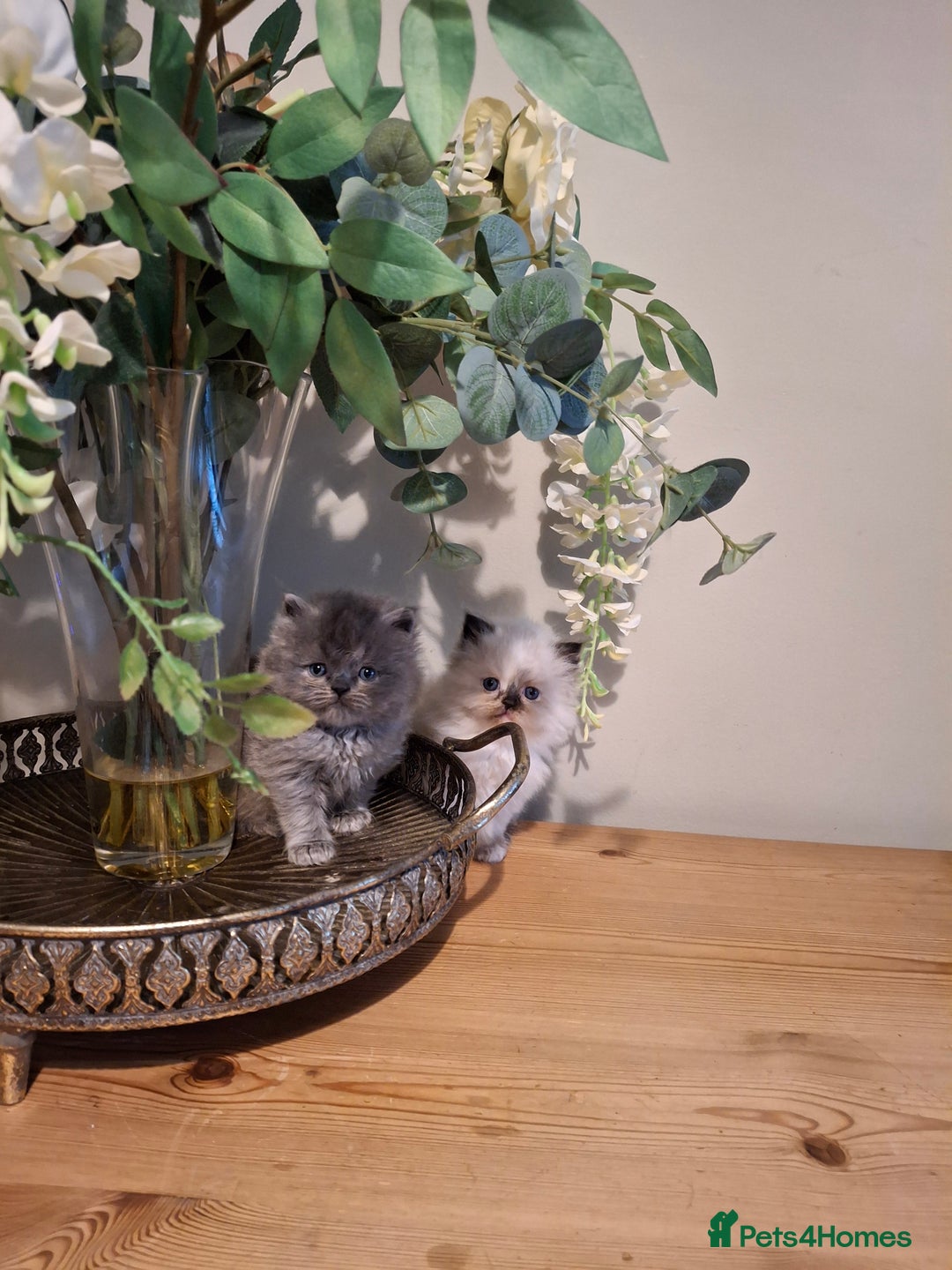 Persian cats for sale: Persian kittens - Image 5