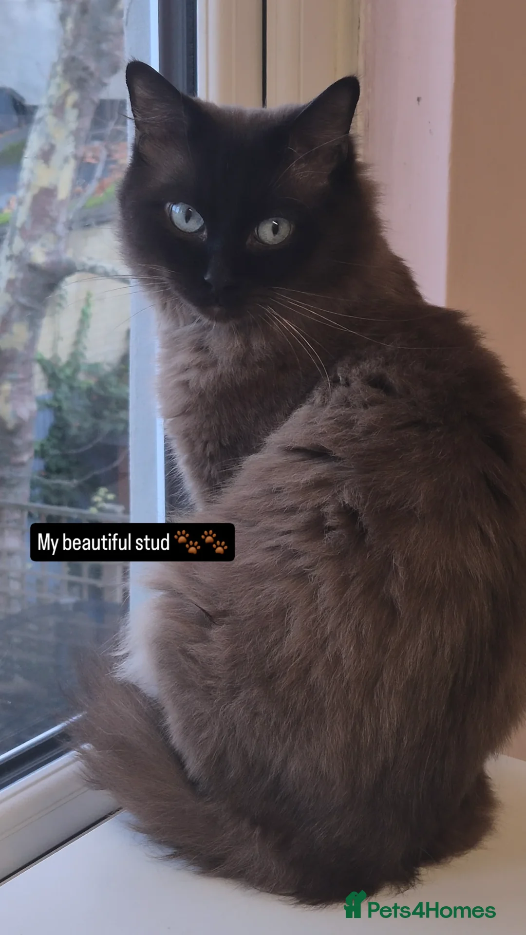 Ragdoll cats for stud: Ragdoll Seal Sepia Stud Genetically Tested 🐾 in London - Advert 8